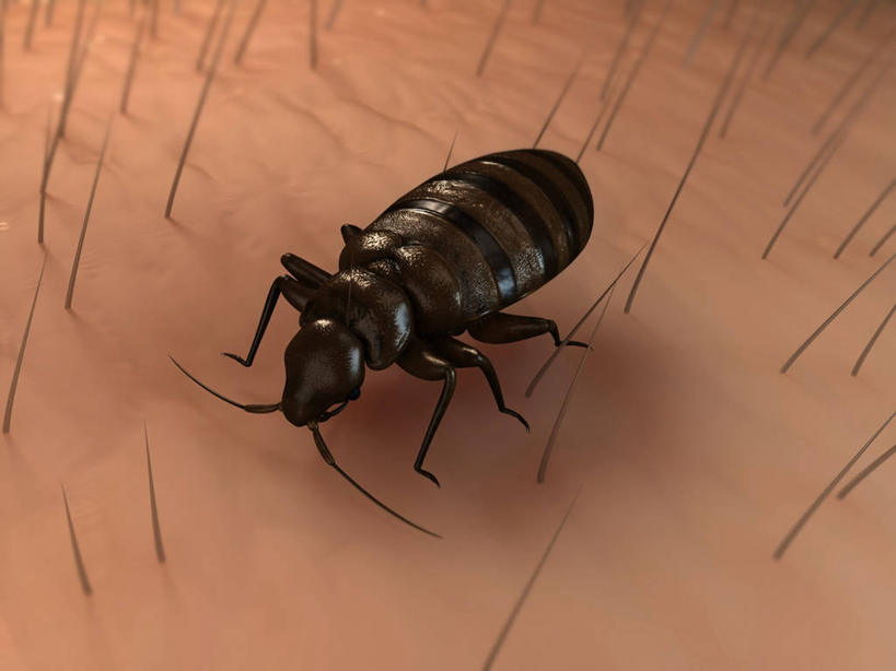 无人,横图,俯视,插画,室内,白天,数码,科技,阴影,网络,昆虫,高光,几何,计算机图形,合成,图画,画,一只,动物,趴着,皮肤,电脑合成图,数码合成图,毛发,合成图,漫画,写实,具体,具象,害虫,壁虱,臭虫,趴,彩图,高角度拍摄,全身,床虱,木蚤