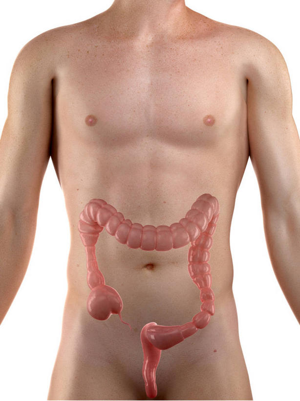 内脏,肠,动脉,静脉,一个人,无人,站,竖图,插画,室内,白天,白色背景,正面,数码,科技,仅一个男性,仅一个人,阴影,科学,网络,医学,高光,几何,计算机图形,合成,图画,裸露,画,仅一个年轻男性,站着,疼痛,人体,赤裸,电脑合成图,数码合成图,疾病,生物学,人体器官,器官,合成图,痛苦,裸,漫画,写实,具体,具象,自然科学,博物学,生物科学,男人,男性,年轻男性,大肠,站立,半身,彩图,肠绞痛,肠痉挛,腹痛,痉挛性肠绞痛