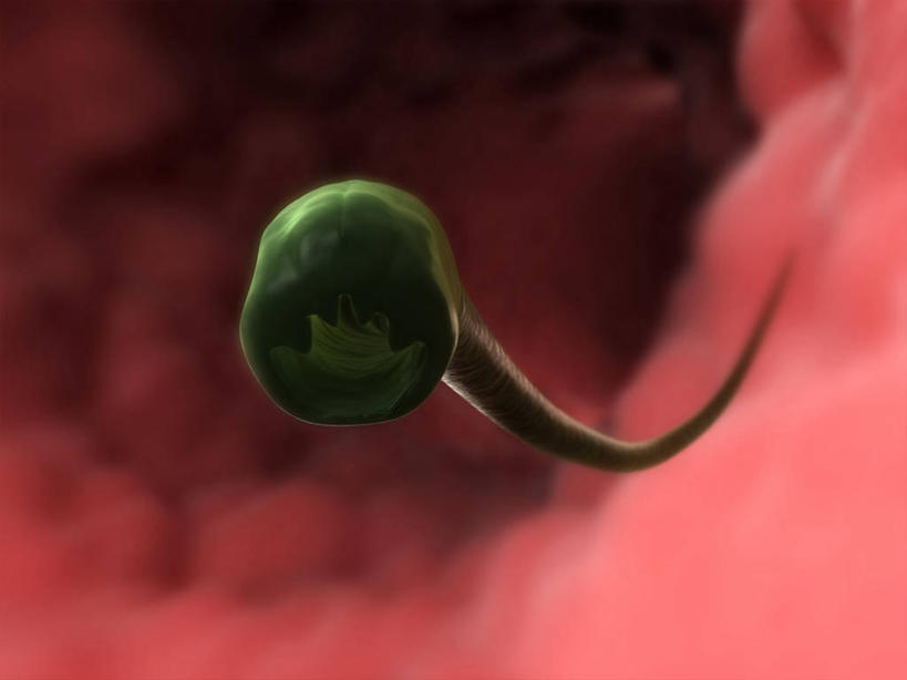 无人,横图,插画,室内,特写,白天,正面,数码,科技,阴影,红色背景,网络,洞,高光,几何,计算机图形,合成,图画,无脊椎动物,画,动物,洞穴,电脑合成图,数码合成图,合成图,漫画,穴,写实,具体,具象,寄生,寄生虫,蠕虫,蛔虫,线虫,彩图,肠道寄生虫