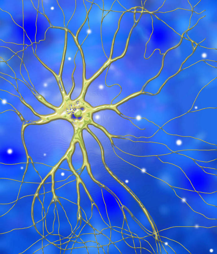 神经,无人,竖图,插画,室内,白天,正面,数码,科技,静物,阴影,网络,医学,高光,几何,计算机图形,合成,图画,画,模型,分叉,人体,电脑合成图,数码合成图,生物学,漫画,生理学,写实,具体,具象,神经细胞,轴突,分岔,彩图,继电器,神经系统