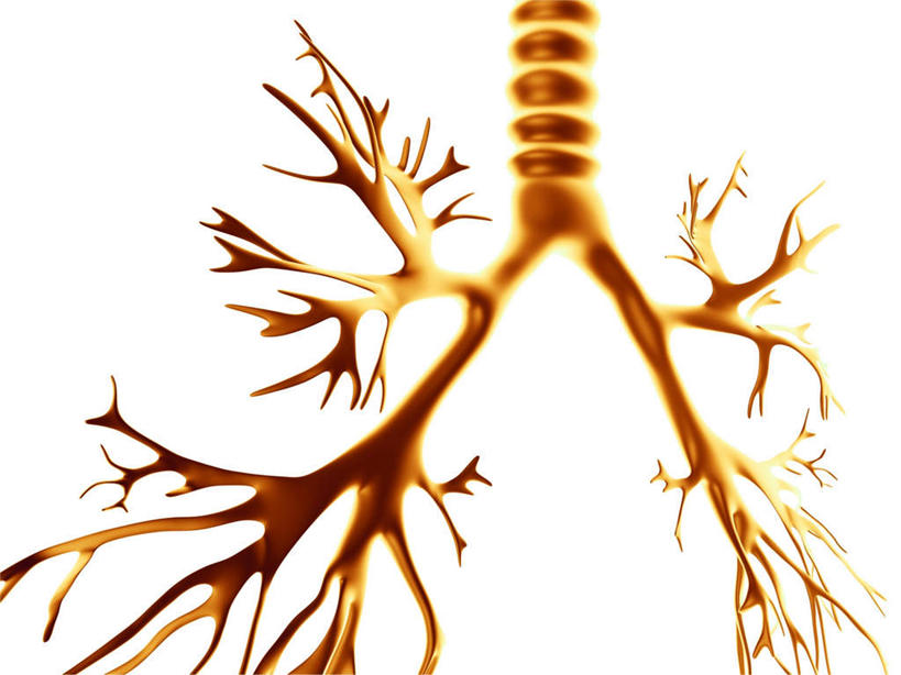 气管,动脉,静脉,无人,横图,插画,室内,白天,白色背景,正面,数码,科技,静物,阴影,网络,医学,高光,几何,计算机图形,合成,图画,画,黄色,模型,人体,电脑合成图,数码合成图,生物学,人体器官,器官,漫画,支气管,生理学,写实,具体,具象,支气管树,彩图