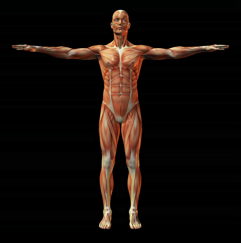 西方人,肌肉,健壮,一个人,无人,站,伸展双臂,竖图,室内,白天,正面,欧洲,欧洲人,仅一个男性,仅一个人,黑色背景,注视,仅一个年轻男性,模型,观察,看,站着,健康,躯干,活力,力量,人体,观看,青春,察看,强壮,关注,躯体,模子,男人,男性,年轻男性,白种人,敞开双臂,伸开双臂,展开双肩,站立,张开手臂,张开双臂,彩图,全身