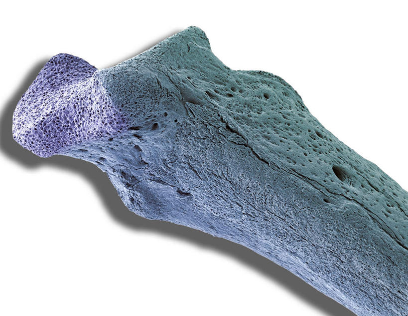 骨骼,无人,横图,俯视,室内,特写,白天,白色背景,静物,骨头,一个,灰色,摄影,影棚,单个,骨架,多孔,骨质疏松,彩图,高角度拍摄,影棚拍摄,拍摄