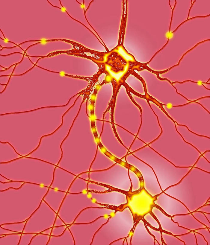 无人,竖图,插画,室内,白天,正面,数码,科技,静物,阴影,红色背景,网络,医学,细胞,高光,几何,计算机图形,合成,图画,画,粉色,分叉,人体,电脑合成图,数码合成图,生物学,漫画,生理学,写实,具体,具象,神经细胞,分岔,彩图