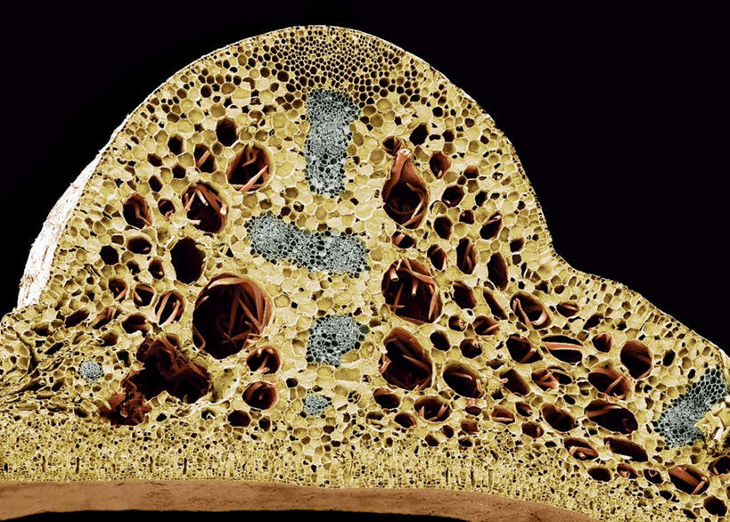 无人,横图,室内,白天,正面,睡莲,静物,黑色背景,医学,细胞,茎,人体,生物学,纯真,妖艳,生理学,水芹花,抒情,洁净,水洋花,子午莲,彩图
