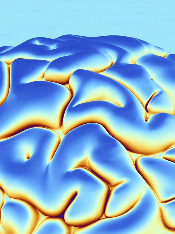 无人,竖图,室内,特写,白天,正面,数码,科技,大脑,阴影,蓝色背景,发光,网络,高光,几何,计算机图形,合成,蓝色,电脑合成图,数码合成图,器官,沟壑,小脑,脑干,写实,具体,具象,大脑皮层,端脑,沟,灰质,回,间脑,中枢神经系统,彩图,神经系统