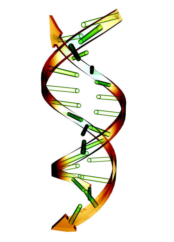 无人,竖图,室内,特写,白天,白色背景,正面,数码,科技,阴影,科学,网络,基因,高光,几何,计算机图形,合成,生物,遗传,电脑合成图,数码合成图,脱氧核糖核酸,写实,具体,具象,DNA分子,去氧核糖核酸,遗传信息,遗传因子,遗传学,分解,分化,剖析,彩图