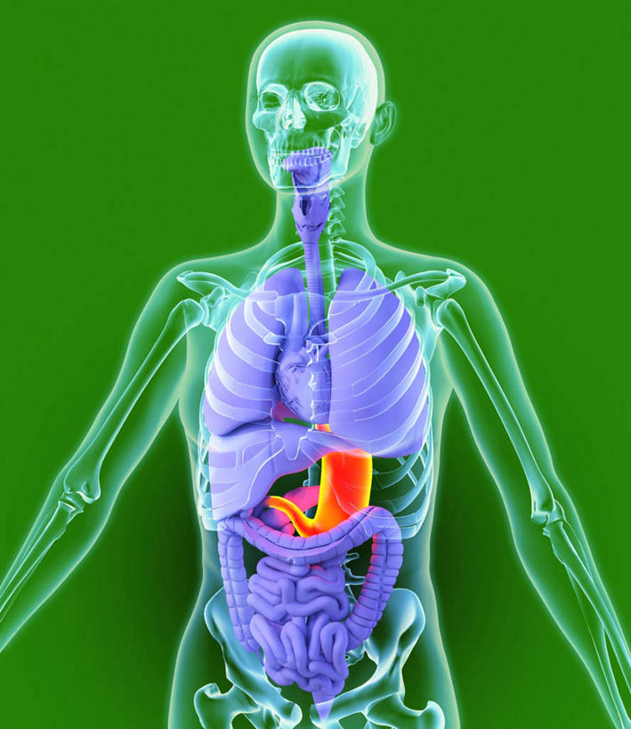 腹部,内脏,胃,动脉,静脉,无人,竖图,室内,白天,正面,数码,科技,静物,绿色背景,阴影,网络,医学,高光,几何,计算机图形,合成,模型,身体,人体,电脑合成图,数码合成图,生物学,人体器官,器官,生理学,写实,具体,具象,解剖学,胃部,半身,彩图