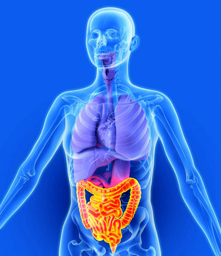 内脏,肠,动脉,静脉,十二指肠,无人,站,竖图,插画,室内,白天,正面,数码,科技,静物,阴影,蓝色背景,发光,网络,医学,高光,几何,计算机图形,合成,图画,画,模型,站着,橙色,人体,电脑合成图,数码合成图,生物学,人体器官,器官,漫画,生理学,写实,具体,具象,大肠癌,大肠,盲肠,小肠,直肠,站立,半身,彩图