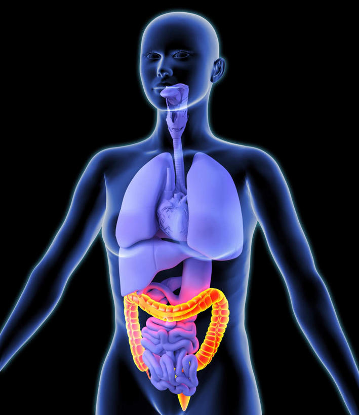 内脏,肠,动脉,静脉,十二指肠,无人,站,竖图,插画,室内,白天,正面,数码,科技,静物,阴影,黑色背景,发光,网络,医学,高光,几何,计算机图形,合成,图画,画,模型,站着,橙色,人体,电脑合成图,数码合成图,生物学,人体器官,器官,漫画,生理学,写实,具体,具象,大肠癌,大肠,盲肠,小肠,直肠,站立,半身,彩图