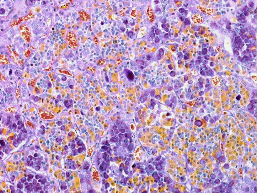 内脏,动脉,静脉,无人,横图,插画,室内,特写,白天,正面,数码,科技,静物,阴影,网络,医学,高光,几何,计算机图形,合成,图画,画,模型,人体,电脑合成图,数码合成图,生物学,人体器官,器官,漫画,生理学,写实,具体,具象,脑垂体,彩图