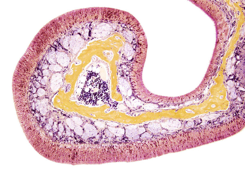 无人,横图,插画,室内,特写,白天,白色背景,正面,数码,科技,静物,阴影,网络,医学,细胞,高光,几何,计算机图形,合成,图画,画,人体,电脑合成图,数码合成图,生物学,漫画,生理学,写实,具体,具象,上皮细胞,彩图