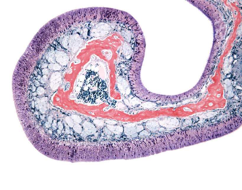 无人,横图,插画,室内,特写,白天,白色背景,正面,数码,科技,静物,阴影,网络,医学,细胞,高光,几何,计算机图形,合成,图画,画,人体,电脑合成图,数码合成图,生物学,漫画,生理学,写实,具体,具象,上皮细胞,彩图