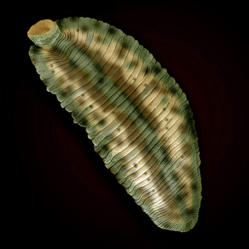 无人,横图,插画,室内,特写,白天,正面,数码,科技,阴影,黑色背景,网络,高光,几何,计算机图形,合成,图画,画,一只,电脑合成图,数码合成图,水生动物,水生物,漫画,写实,具体,具象,蚂蟥,水蛭,彩图