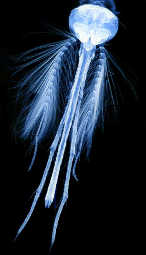 无人,竖图,插画,室内,特写,白天,正面,数码,科技,蚊子,阴影,黑色背景,发光,网络,细菌,昆虫,高光,几何,计算机图形,合成,图画,画,一只,蓝色,动物,电脑合成图,数码合成图,漫画,病菌,写实,具体,具象,害虫,传染,四害,寻觅蚊,彩图