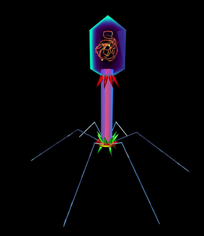 无人,竖图,室内,特写,白天,正面,数码,科技,微生物,阴影,黑色背景,分离,网络,细菌,医学,螺旋,高光,几何,计算机图形,合成,扩散,红色,蓝色,生物,爪,分散,电脑合成图,数码合成图,医疗,病毒,生物学,写实,具体,具象,寄生,生命体,生物病毒,噬菌体,涣散,疏散,彩图
