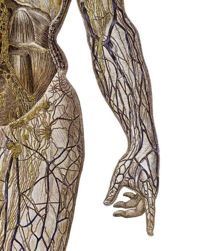 手,血管,无人,竖图,插画,室内,白天,白色背景,正面,数码,科技,许多,阴影,网络,很多,高光,几何,计算机图形,合成,图画,画,灰色,模型,躯干,手部,复杂,电脑合成图,数码合成图,漫画,写实,具体,具象,庞杂,繁杂,躯体,冗杂,模子,手臂,半身,彩图