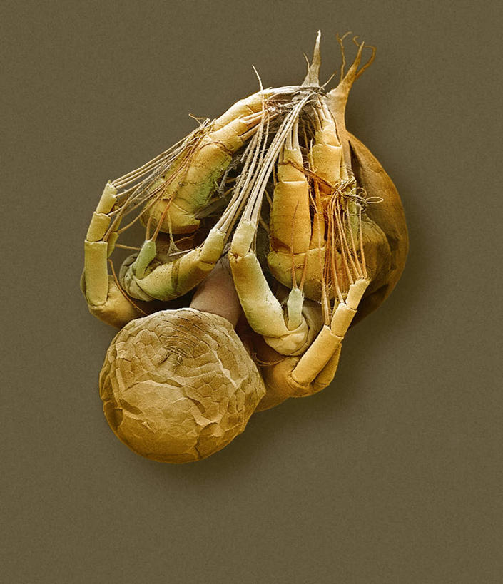 无人,竖图,室内,白天,正面,仪器,棕色背景,检查,反射,分析,科学,昆虫,水蚤,显微镜,动物,观察,橙色,清晰,探索,放大,观看,仔细,透镜,凸透镜,聚焦,关注,益虫,光学,清楚,红虫,彩图