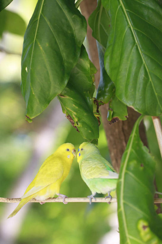 无人,站,竖图,室外,白天,美景,植物,鸟,鹦鹉,马尔代夫,亚洲,阴影,朦胧,模糊,光线,鸟类,影子,景观,枝条,扭头,注视,树,树木,树枝,背面,绿色,阳光,自然,动物,观察,看,站着,转头,两只,景色,可爱,活泼,生长,成长,观看,察看,关注,自然风光,南亚,马尔代夫共和国,观赏鸟,虬枝,枝杈,彩凤,虎皮鹦鹉,娇凤,站立,彩图,全身