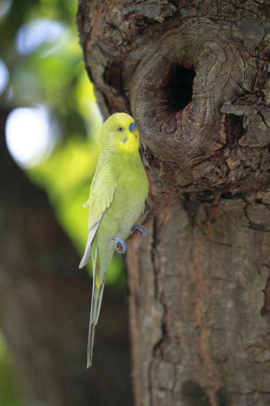 无人,站,竖图,室外,白天,侧面,美景,植物,鸟,鹦鹉,马尔代夫,亚洲,阴影,朦胧,模糊,光线,鸟类,影子,洞,景观,树桩,注视,树,树干,树木,一只,绿色,阳光,自然,动物,观察,看,站着,木桩,景色,可爱,洞穴,活泼,生长,成长,观看,察看,关注,自然风光,南亚,穴,马尔代夫共和国,观赏鸟,彩凤,虎皮鹦鹉,娇凤,站立,彩图,全身