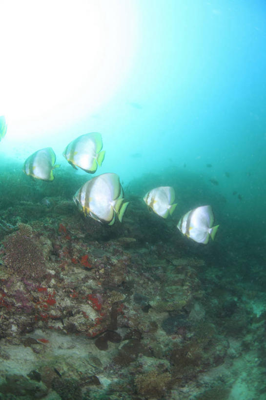 游泳,无人,竖图,室外,白天,侧面,旅游,度假,海底,水下,海浪,海洋,美景,马尔代夫,亚洲,一群,许多,鱼,景观,浪花,水底,很多,娱乐,鱼类,海洋生物,自然,海水,享受,休闲,景色,放松,海底世界,蝙蝠鱼,自然风光,水生动物,南亚,水生物,海景,海底动物,安康鱼,蛤蟆鱼,老头鱼,结巴鱼,丑婆,马尔代夫共和国,泅水,鮟鱇,鮟鱇鱼,哈蟆鱼,海哈蟆,琵琶鱼,拍浮,棘茄鱼,大海,风浪,海,海床,海水的波动,近岸浪,涌浪,彩图,全身