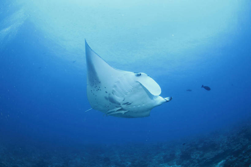 游泳,海鲜,无人,横图,室外,白天,仰视,旅游,度假,海底,水下,海浪,海洋,美景,马尔代夫,亚洲,一条,鱼,景观,浪花,水底,娱乐,水产,鱼类,海洋生物,自然,海水,享受,休闲,景色,放松,海底世界,自然风光,水生动物,海产品,南亚,水生物,海景,海底动物,魟鱼,魔鬼鱼,蝠鲼,马尔代夫共和国,泅水,拍浮,大海,风浪,海,海床,海水的波动,近岸浪,涌浪,彩图,低角度拍摄,全身