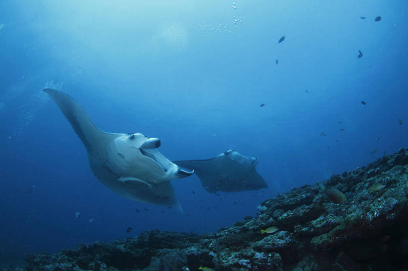 游泳,海鲜,无人,横图,室外,白天,仰视,旅游,度假,海底,水下,海浪,海洋,美景,马尔代夫,亚洲,一群,许多,鱼,景观,浪花,水底,很多,娱乐,水产,鱼类,海洋生物,自然,海水,享受,休闲,景色,放松,海底世界,自然风光,水生动物,海产品,南亚,水生物,海景,海底动物,魟鱼,魔鬼鱼,蝠鲼,马尔代夫共和国,泅水,拍浮,大海,风浪,海,海床,海水的波动,近岸浪,涌浪,彩图,低角度拍摄,全身