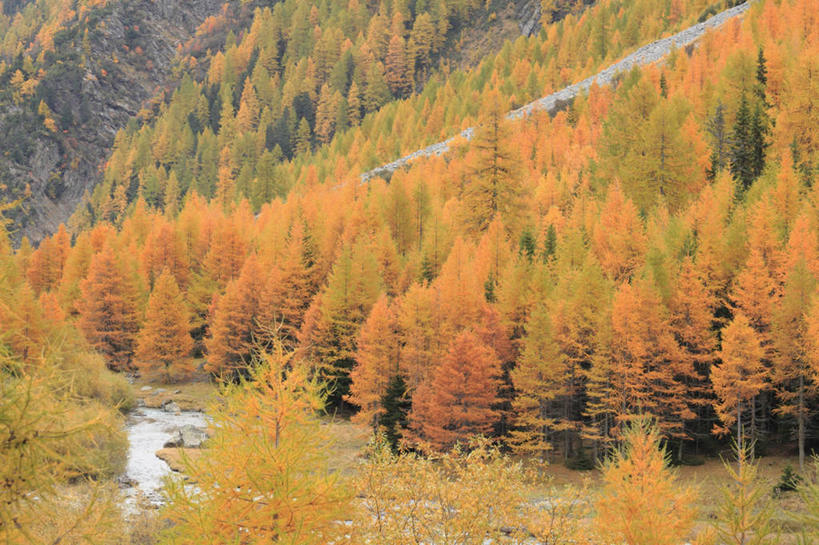 无人,横图,俯视,室外,白天,旅游,度假,河流,美景,秋季,森林,树林,水,植物,松树,叶子,瑞士,欧洲,河水,景观,水流,枯叶,落叶,娱乐,树,树木,绿色,小溪,自然,溪水,享受,休闲,景色,放松,生长,成长,自然风光,坚定,中欧,落叶松,长寿,瑞士联邦,贞洁,叶,叶片,秋,秋天,彩图,高角度拍摄,黄花松