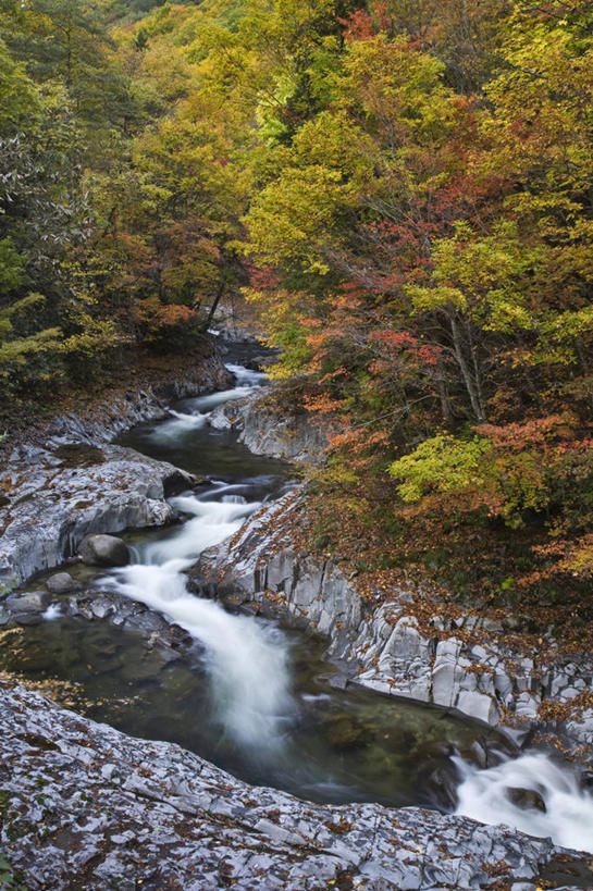 无人,竖图,俯视,室外,白天,旅游,度假,河流,石头,美景,秋季,森林,树林,水,植物,叶子,日本,亚洲,波纹,石子,河水,景观,水流,枯叶,落叶,涟漪,娱乐,树,树木,绿色,倒影,水纹,小溪,自然,波浪,溪水,享受,休闲,景色,放松,生长,成长,倒映,自然风光,东亚,本州,本州岛,日本国,中部地方,水晕,岐阜,岐阜县,反照,叶,叶片,石块,岩石,秋,秋天,彩图,高角度拍摄,中津川市