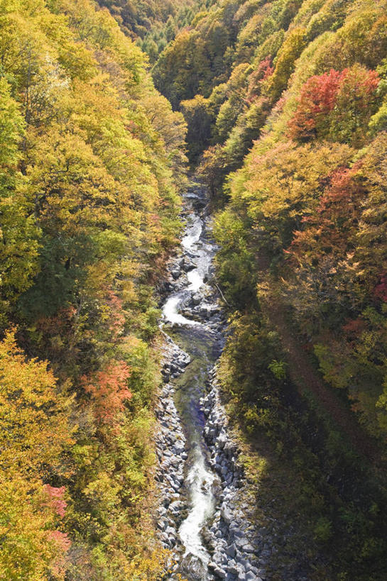 无人,竖图,俯视,室外,白天,旅游,度假,河流,美景,秋季,森林,山,山脉,树林,水,植物,叶子,日本,亚洲,河水,景观,山峰,水流,枯叶,落叶,山峦,娱乐,树,树木,绿色,自然,群山,享受,休闲,景色,放松,生长,成长,自然风光,东亚,本州,本州岛,日本国,中部地方,岐阜,岐阜县,叶,叶片,秋,秋天,彩图,高角度拍摄,中津川市