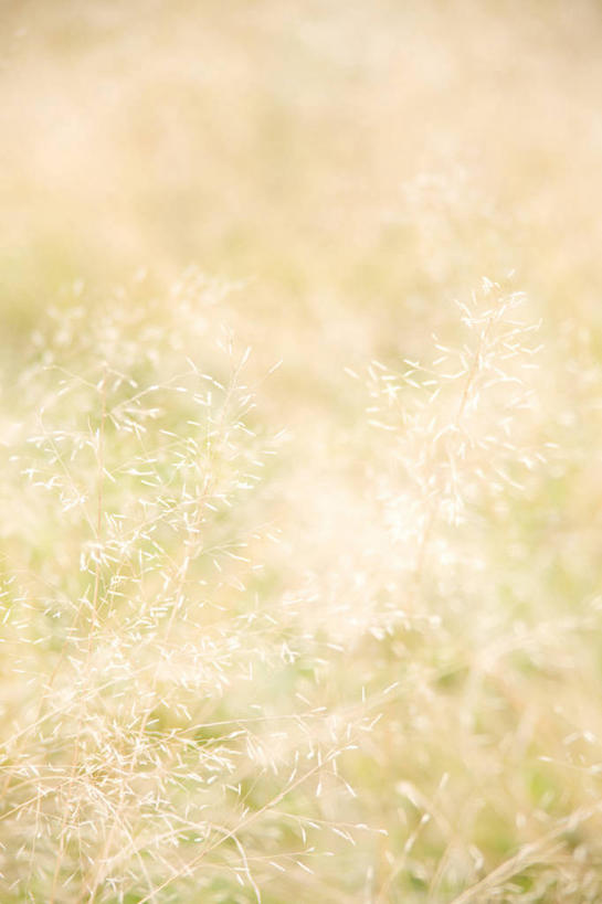 无人,竖图,室外,特写,白天,正面,美景,秋季,植物,阴影,枯萎,光线,影子,景观,枯草,草,黄色,阳光,自然,景色,死亡,自然风光,枯败,秋,秋天,彩图