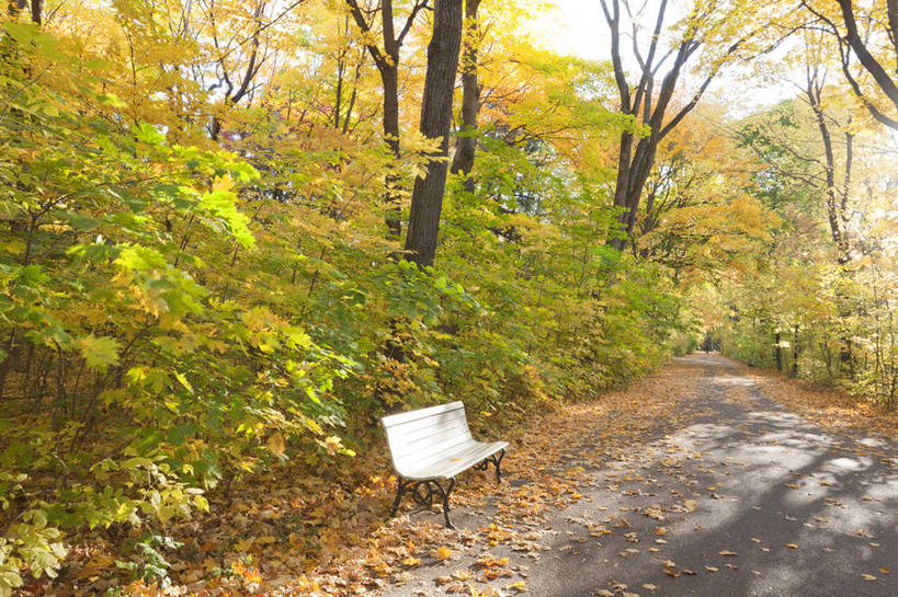 无人,横图,室外,白天,正面,旅游,度假,草地,草坪,美景,树林,植物,道路,路,叶子,椅子,加拿大,一堆,许多,阴影,堆叠,堆积,光线,影子,木椅,景观,小路,枯叶,落叶,交通,很多,娱乐,草,树,树木,绿色,阳光,自然,享受,休闲,景色,放松,生长,成长,堆,北美,北美洲,自然风光,美洲,北亚美利加洲,亚美利加洲,魁北克,魁北克省,叶,叶片,彩图,古壁省,魁省