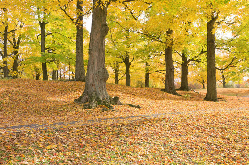 无人,横图,室外,白天,正面,旅游,度假,美景,秋季,树林,植物,叶子,加拿大,一堆,许多,阴影,堆叠,堆积,光线,影子,景观,枯叶,落叶,树桩,很多,娱乐,树,树干,树木,绿色,阳光,自然,享受,休闲,木桩,景色,放松,生长,成长,堆,北美,北美洲,自然风光,美洲,省会,北亚美利加洲,亚美利加洲,魁北克,魁北克城,魁北克省,魁北克市,叶,叶片,秋,秋天,彩图,古壁省,魁省