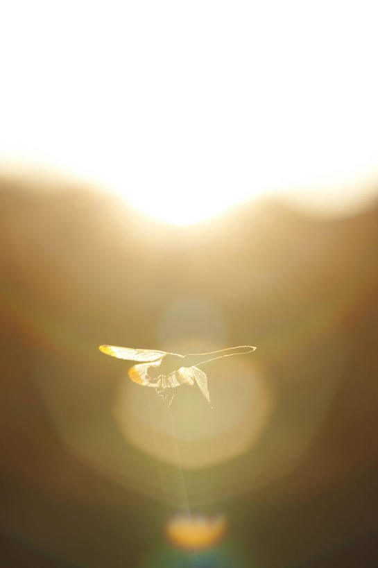 无人,竖图,室外,特写,白天,正面,光晕,美景,植物,阴影,朦胧,模糊,光线,圆形,蜻蜓,昆虫,影子,景观,注视,停留,树,树木,一只,绿色,阳光,自然,动物,观察,看,景色,红蜻蜓,生长,成长,观看,气象,停止,察看,关注,环形,自然风光,猫猫丁,咪咪洋,蚂螂,河嘻嘻,益虫,日晕,太阳光晕,逗留,停顿,彩图,镜头光晕,透镜闪耀,眩光