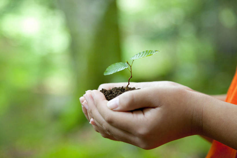 东方人,儿童,手,一个人,站,捧,横图,室外,特写,白天,侧面,纯洁,植物,叶子,亚洲,双手,仅一个女性,仅一个人,一堆,许多,阴影,堆叠,堆积,服装,朦胧,模糊,过程,光线,纹理,影子,泥土,土壤,绿叶,很多,休闲装,黄种人,小孩,衣服,红色,绿色,阳光,站着,仅一个小孩,休闲,手部,休闲服,嫩叶,可爱,童年,童趣,服饰,成长,堆,童真,烂漫,无邪,发展,山毛榉,肌理,麻栎金刚,山毛榉树,历程,天真,女孩,女人,女性,亚洲人,孩子,叶,叶片,叶脉,端,端着,捧着,手捧,站立,半身,彩图,女生