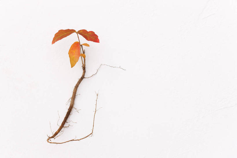 无人,横图,俯视,室内,特写,白天,白色背景,植物,叶子,阴影,反射,影子,枫叶,枯叶,落叶,枝条,树,树木,树枝,黄色,红色,绿色,自然,摄影,影棚,生长,成长,枫树叶,橡树,虬枝,枝杈,沼生橡树,叶,叶片,彩图,高角度拍摄,影棚拍摄,拍摄