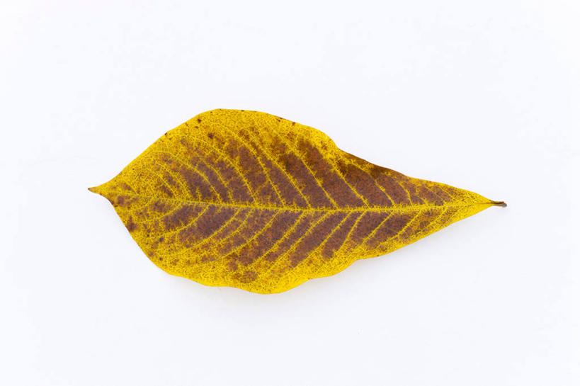 无人,横图,俯视,室内,特写,白天,白色背景,餐桌,桌子,木瓜,叶子,阴影,反射,纹路,纹理,影子,黄色,摄影,影棚,餐台,肌理,叶,叶片,彩图,高角度拍摄,影棚拍摄,拍摄