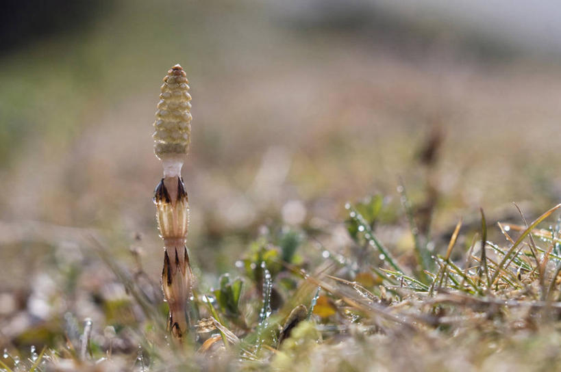 无人,横图,室外,特写,白天,正面,草地,草坪,美景,植物,阴影,朦胧,模糊,光线,影子,景观,草,绿色,阳光,自然,景色,自然风光,问荆,接续草,公母草,搂接草,空心草,马蜂草,猪鬃草,黄蚂草,节节草,接骨草,彩图,木贼
