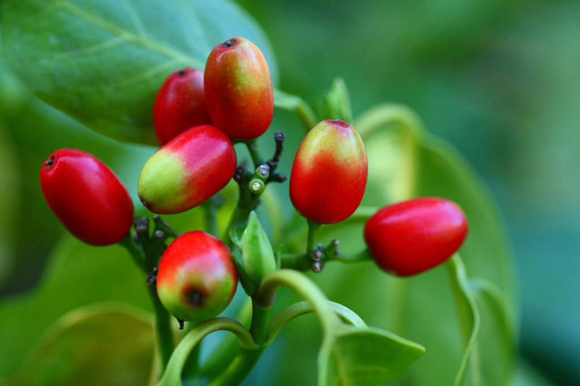 无人,横图,室外,特写,白天,正面,美景,植物,浆果,叶子,许多,阴影,朦胧,模糊,光线,影子,景观,果实,绿叶,枝条,很多,树,树木,树枝,红色,绿色,阳光,自然,嫩叶,景色,生长,成长,自然风光,虬枝,枝杈,叶,叶片,彩图,东瀛珊瑚,青木,桃叶珊瑚,绞木,日本桃叶珊瑚