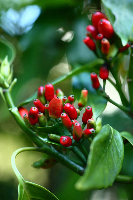 无人,竖图,室外,特写,白天,正面,美景,植物,浆果,叶子,许多,阴影,朦胧,模糊,光线,影子,景观,果实,绿叶,枝条,很多,树,树木,树枝,红色,绿色,阳光,自然,嫩叶,景色,生长,成长,自然风光,虬枝,枝杈,叶,叶片,彩图,东瀛珊瑚,青木,桃叶珊瑚,绞木,日本桃叶珊瑚
