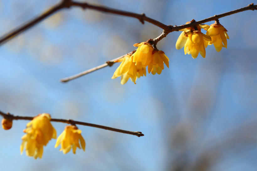 无人,横图,室外,特写,白天,仰视,美景,植物,阴影,朦胧,模糊,盛开,光线,影子,景观,枝条,花蕾,腊梅,花,花瓣,花朵,鲜花,树,树木,树枝,黄色,蓝色,绿色,蓝天,天空,阳光,自然,天,花苞,花蕊,独立,景色,生长,晴朗,成长,自然风光,万里无云,高洁,忠实,忠贞,刚强,坚毅,坚贞,腊梅花,蜡梅,蜡梅花,香梅,黄梅花,虬枝,枝杈,晴空,晴空万里,彩图,低角度拍摄