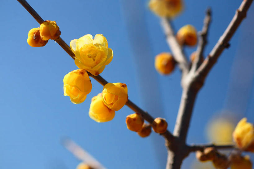 无人,横图,室外,特写,白天,仰视,美景,植物,阴影,朦胧,模糊,盛开,光线,影子,景观,枝条,花蕾,腊梅,花,花瓣,花朵,鲜花,树,树木,树枝,黄色,蓝色,绿色,蓝天,天空,阳光,自然,天,花苞,花蕊,独立,景色,生长,晴朗,成长,自然风光,万里无云,高洁,忠实,忠贞,刚强,坚毅,坚贞,腊梅花,蜡梅,蜡梅花,香梅,黄梅花,虬枝,枝杈,晴空,晴空万里,彩图,低角度拍摄