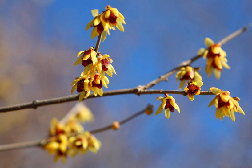 无人,横图,室外,特写,白天,仰视,美景,植物,阴影,朦胧,模糊,盛开,光线,影子,景观,枝条,花蕾,腊梅,花,花瓣,花朵,鲜花,树,树木,树枝,黄色,蓝色,绿色,蓝天,天空,阳光,自然,天,花苞,花蕊,独立,景色,生长,晴朗,成长,自然风光,万里无云,高洁,忠实,忠贞,刚强,坚毅,坚贞,腊梅花,蜡梅,蜡梅花,香梅,黄梅花,虬枝,枝杈,晴空,晴空万里,彩图,低角度拍摄