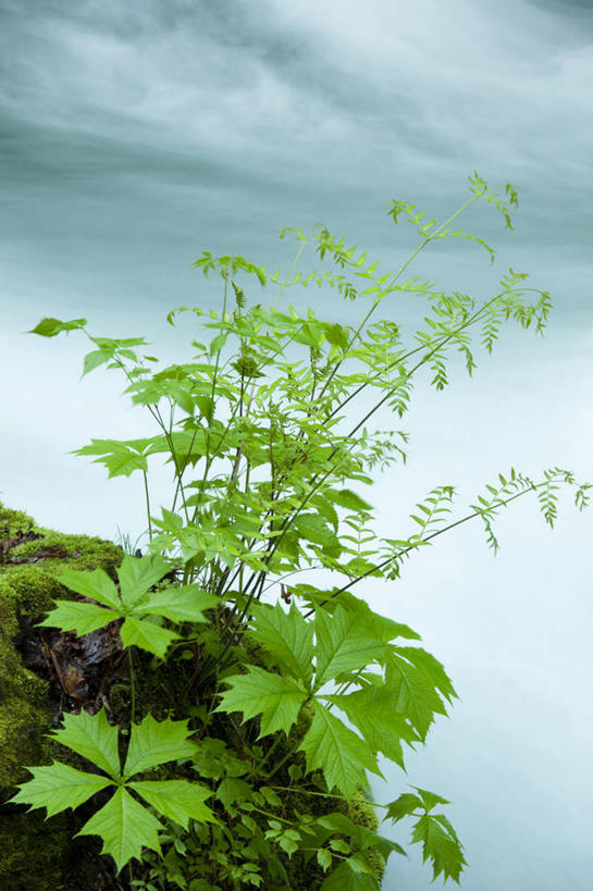 无人,竖图,俯视,室外,白天,旅游,度假,河流,石头,美景,树林,水,峡谷,植物,日本,亚洲,飞溅,溅,石子,液体,河水,景观,水滴,水流,山谷,娱乐,水珠,树,树木,绿色,小溪,自然,溪水,享受,休闲,景色,放松,生长,成长,岩层,喷洒,自然风光,东亚,本州,本州岛,日本国,青森,青森县,东北地方,奥入濑町,奥入濑溪流,石块,岩石,彩图,高角度拍摄,上北郡