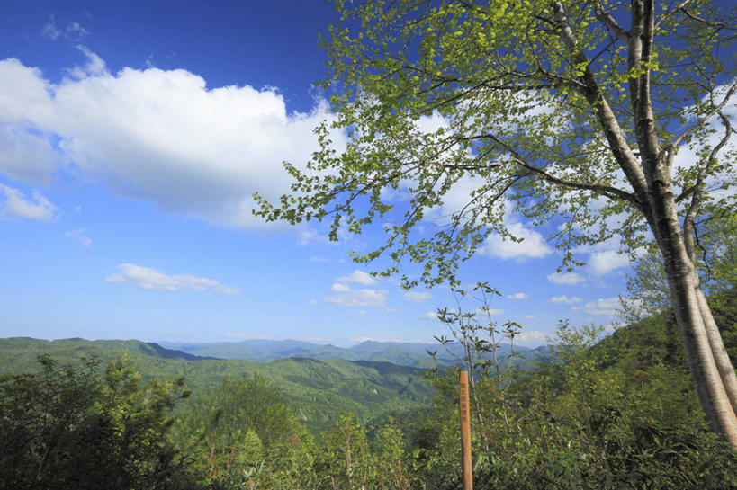 无人,横图,室外,白天,正面,旅游,度假,美景,森林,山,山脉,树林,植物,指示牌,日本,亚洲,阴影,光线,日文,标志,路标,文字,影子,字符,景观,山峰,云,云朵,山峦,云彩,娱乐,标识,路牌,树,树木,蓝色,绿色,白云,蓝天,天空,阳光,自然,群山,天,享受,休闲,景色,放松,生长,晴朗,成长,自然风光,东亚,本州,本州岛,日本国,青森,青森县,东北地方,日语,晴空,彩图