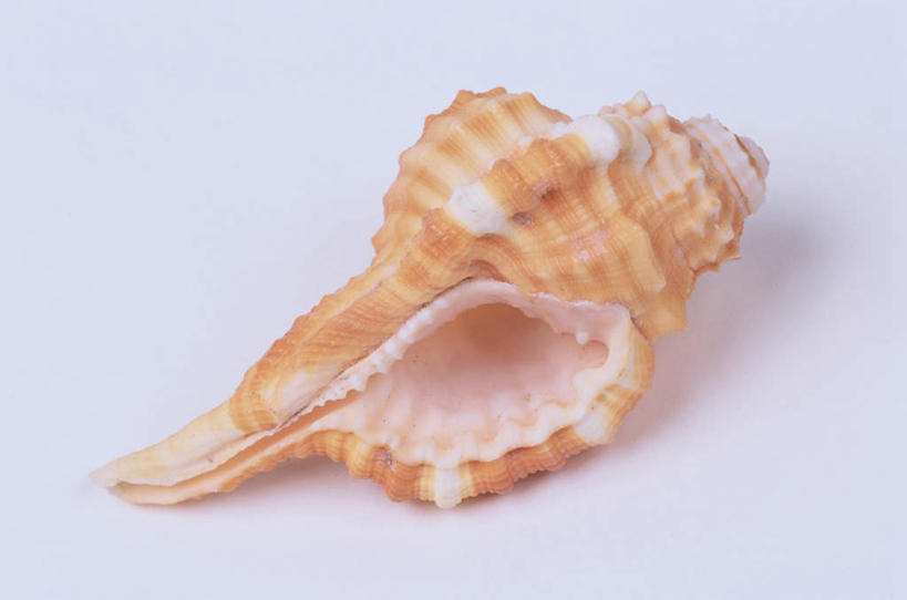 无人,横图,俯视,室内,特写,白天,白色背景,桌面,桌子,贝壳,棕色,海螺,一个,摄影,影棚,单个,贝类外壳,海螺壳,软体动物外壳,彩图,高角度拍摄,全身,影棚拍摄,拍摄