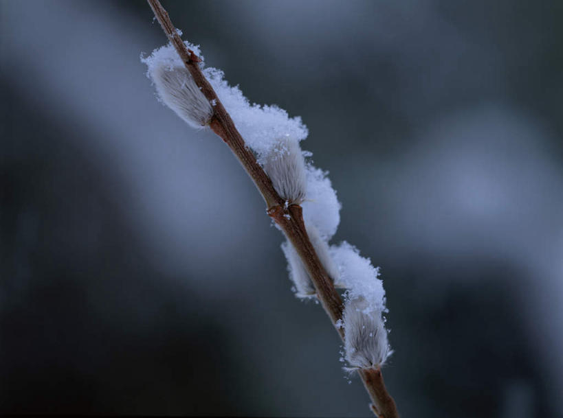 无人,横图,室外,特写,白天,正面,旅游,度假,自由,美景,树林,雪,植物,大雪,朦胧,模糊,积雪,景观,雪景,冬季,冬天,猫柳,枝条,娱乐,树,树木,树枝,绿色,自然,享受,休闲,景色,放松,寒冷,一枝,生长,成长,冰冷,生命,自然风光,银芽柳,棉花柳,银柳,严寒,冰凉,酷寒,凛冽,凛凛,极冷,虬枝,枝杈,彩图