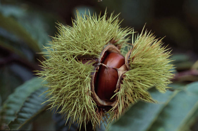 无人,横图,室外,特写,白天,正面,植物,叶子,朦胧,模糊,板栗,栗子,食品,坚果,棕色,绿叶,毛栗子,树,树木,食物,绿色,自然,嫩叶,生长,成长,一粒,毛栗,栗果,栗楔,叶,叶片,彩图