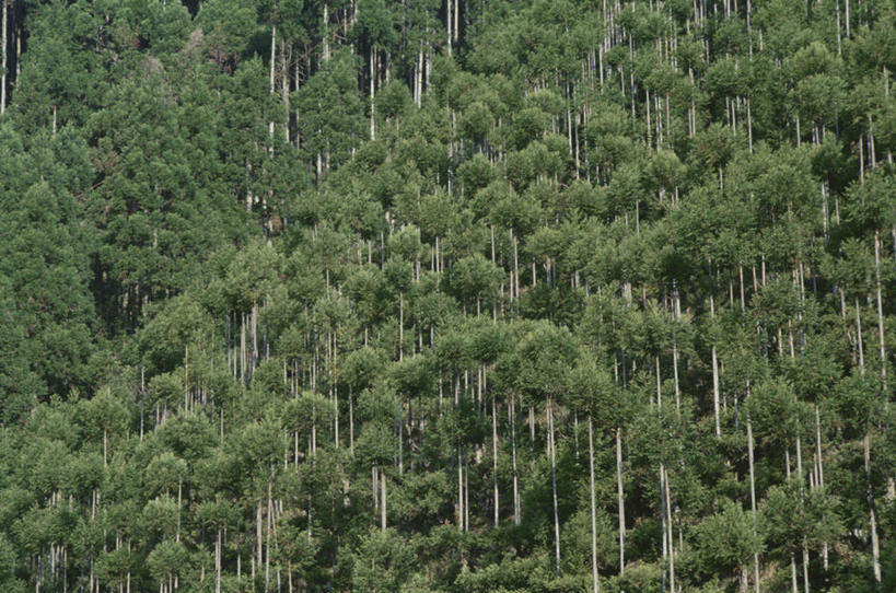 无人,横图,俯视,室外,白天,旅游,度假,美景,森林,山,树林,植物,日本,亚洲,景观,山峰,山峦,娱乐,树,树木,绿色,自然,享受,休闲,景色,放松,茂盛,生长,成长,繁茂,自然风光,东亚,日本国,兴旺,昌盛,昌隆,畅旺,发达,蕃芜,繁盛,富强,隆盛,蓬勃,旺盛,兴隆,兴盛,郁勃,彩图,高角度拍摄