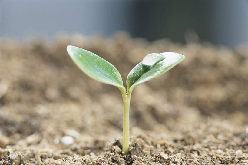 无人,横图,室外,特写,白天,正面,旅游,度假,美景,水,植物,露水,日本,亚洲,阴影,朦胧,模糊,透明,光线,液体,影子,景观,泥土,水滴,娱乐,水珠,树,树木,绿色,阳光,自然,露珠,树苗,享受,休闲,景色,放松,生长,成长,生机,希望,期望,剔透,自然风光,东亚,紫花苜蓿,苜蓿,日本国,灵动,通明,牧草,紫苜蓿,彩图,晶莹